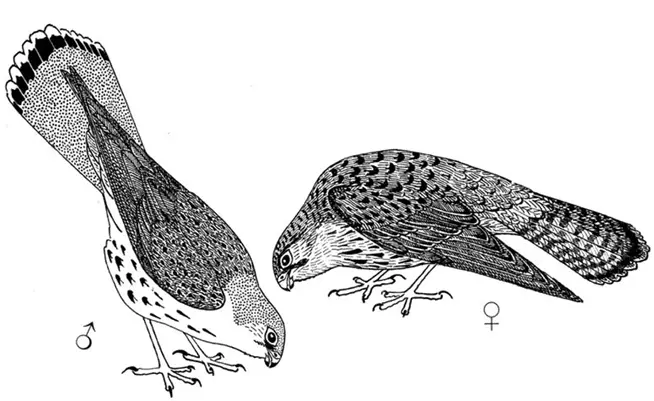 Пустельга обыкновенная Falco tinnunculus Когда наши наблюдения были - фото 59