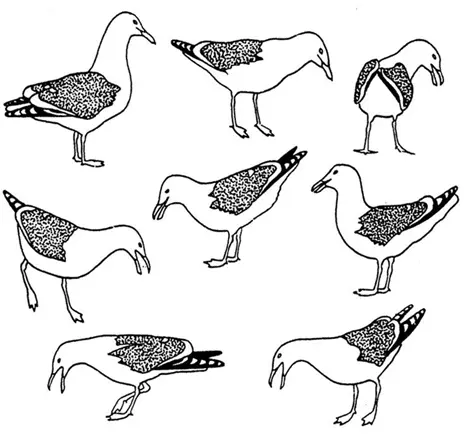 Тихоокеанская чайка Larus schistisagus Серебристая чайка Larus - фото 63