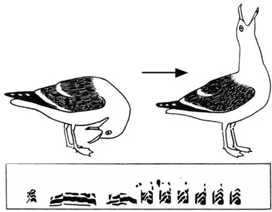 Клуша Larus fuscus Хохотунья Larus cachinnans Но эти рисунки значили - фото 66