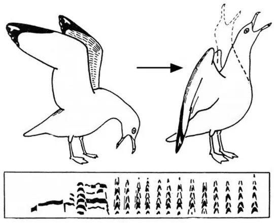 Хохотунья Larus cachinnans Но эти рисунки значили бы не столь уж много - фото 67