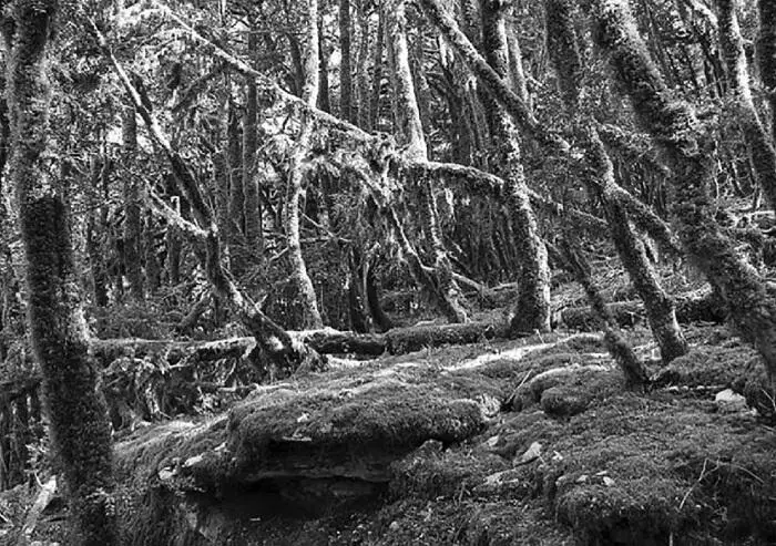Самшитовый лес Вечером когда стемнело люди расселись у костра Лирия коротко - фото 2