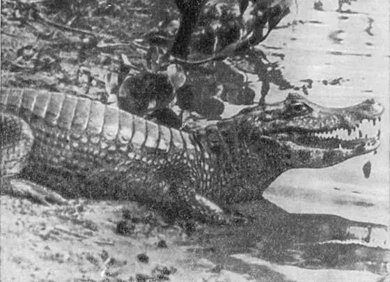 Кайман лениво соскальзывает в воду На острове Маражо обитают тысячи - фото 83