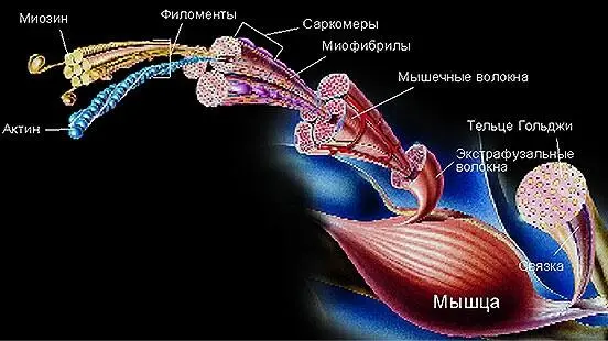 Маленькие тельца Необходимо упомянуть и о еще одном проприорецепторе тельце - фото 2