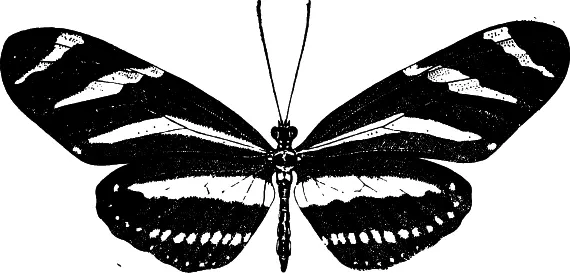 Рис 7 Бабочка Ueliconius charitionius Род Pamphantus из отряда - фото 7