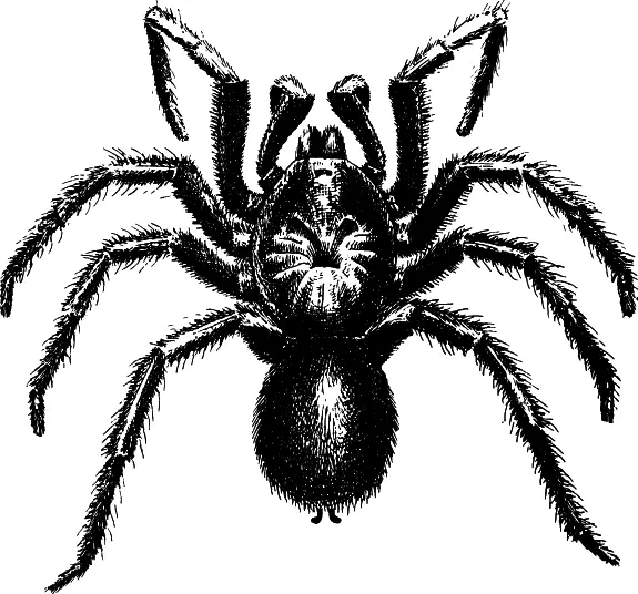 Рис 9 Паукптицеед Eurypelma spinicrus Насекомые также могут быть - фото 9