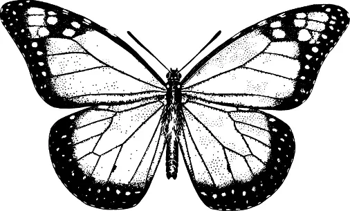 Рис 14 Бабочкамонарх Danaus plexippus Среди типично тропических семейств - фото 14