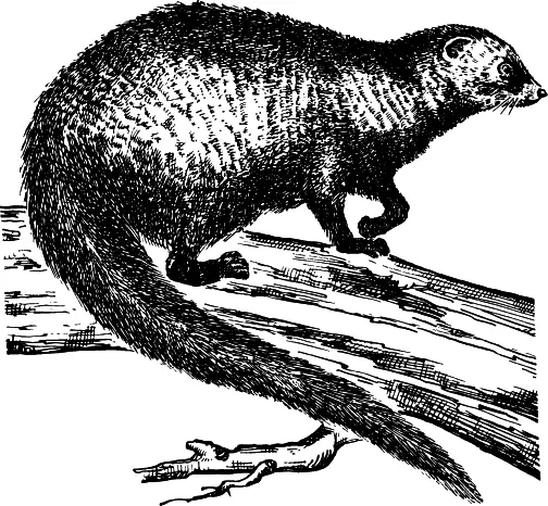 Рис 18 Бирманский мангуст Herpestes aureopunctatus Численность - фото 18