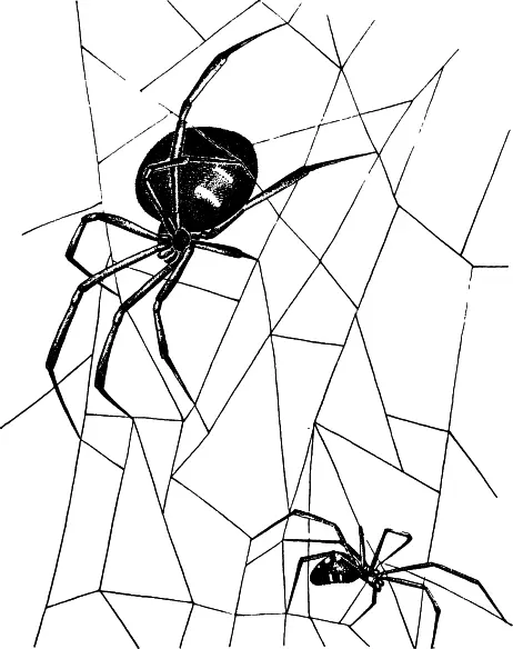 Рис 19 Паук черная вдова Latrodectus mactans самка вверху и самец - фото 19