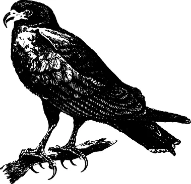 Рис 28 Коршунслизнеед Rosthramus sociabilis В Международную Красную - фото 28