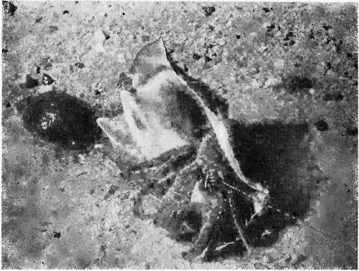 Рис 41 В пустой раковине кобо часто поселяется ракотшельник петрохирус - фото 43