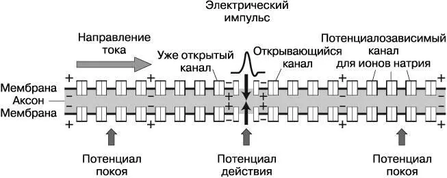 Рис 83Потенциалы действия перемещаются по аксонам посредством работы - фото 28