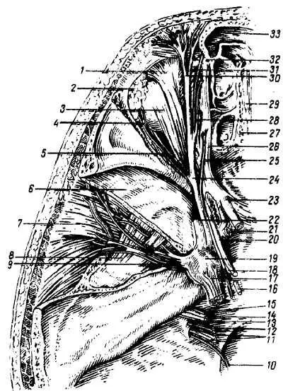Рис 323 Нервы глазницы вид сверху 1 m levator palpebrae superioris 2 - фото 307