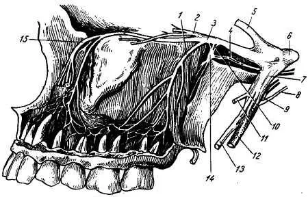 Рис 324 Верхнечелюстной нерв 1 r dentalis superior 2 n zygomaticus - фото 308