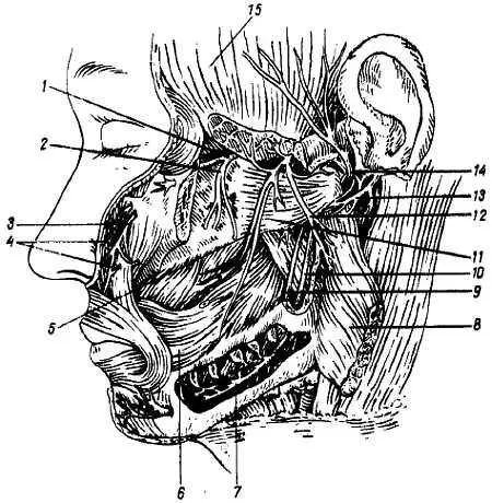 Рис 326 Нижнечелюстной нерв 1 n maxillaris 2 n alveolaris superior - фото 310