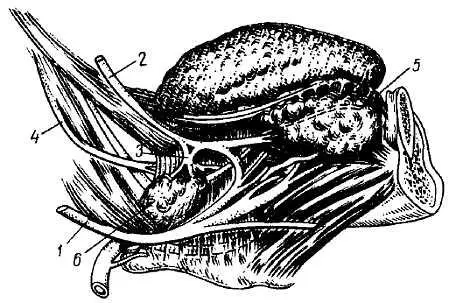 Рис 332 Нервы языка 1 n hypoglossus 2 n lingualis 3 gangl - фото 316