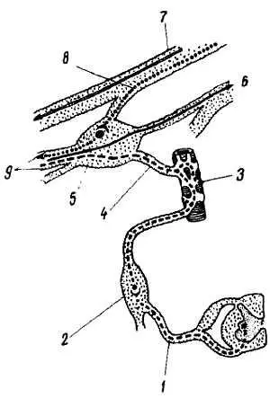 Рис 343 Ресничный узел схема 1 r commuriicans albus 2 gangl - фото 330