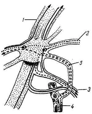 Рис 345 Ушной узел схема 1 n mandibularis 2 n petrosus minor 3 n - фото 332