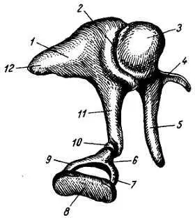 Рис 358 Слуховые косточки 1 incus 2 сочленение incus и malleus 3 - фото 343