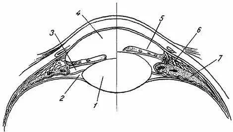 Рис 372 Схема механизма аккомодации 1 lens 2 spatia zonuiaria 3 - фото 357