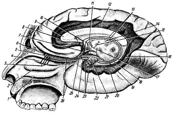 Рис 377 Схема обонятельных путей 1 concha nasalis inferior 2 concha - фото 362