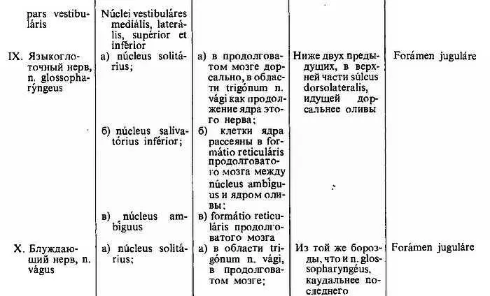ПЕРИФЕРИЧЕСКАЯ ИННЕРВАЦИЯ СОМЫ Каждый нерв распределяется посредством своих - фото 322