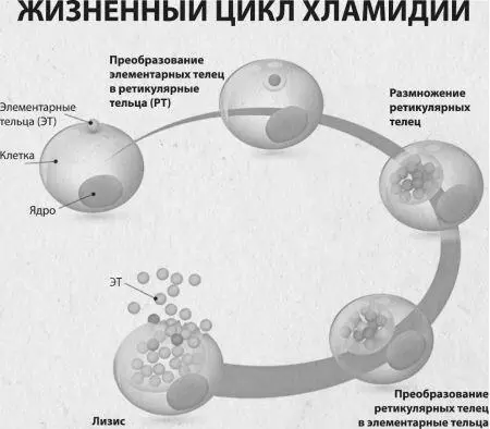 Основная опасность хламидиоза заключается именно в осложнениях которые он - фото 564