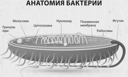 Поскольку сифилис относится к числу венерических заболеваний то ясно что - фото 567