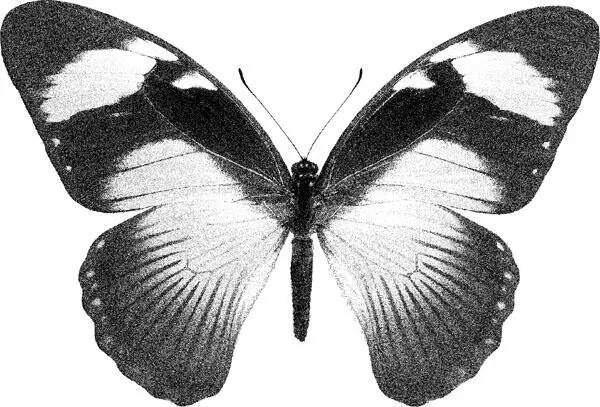 Самка неядовитой бабочки Papilio merope Существует еще и третий вариант отбора - фото 26