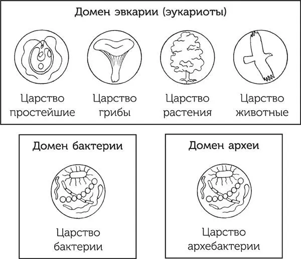 Современные представления о систематике царств и доменов Ну и следует сказать - фото 29