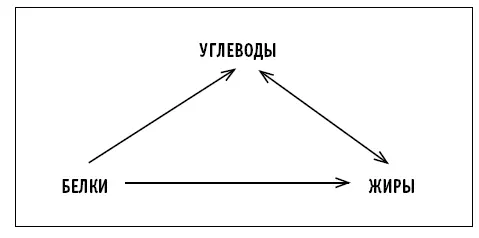Качество белка Аминокислоты являются основой всех белков организма Существуют - фото 20