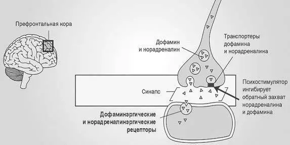 Рис 2Механизм действия психостимуляторов Высокая эффективность - фото 5