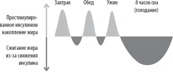 Светлым отмечены те промежутки времени когда ваше тело накапливает энергию - фото 21