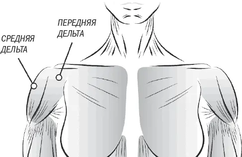 Очень важно развивать все три головки этой группы мышц потому что если одна из - фото 49