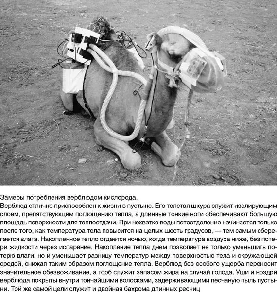 Один из самых знаменитых и самых необычных примеров выживания в пустыне это - фото 47