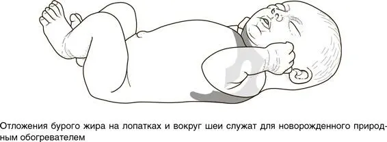 Еще один особенный вариант биообогревателя имеется у рыбымеча и у марлиновых - фото 53