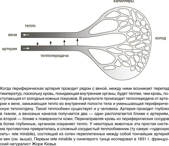 Адаптироваться к постоянному холоду животным помогают и биохимические изменения - фото 59