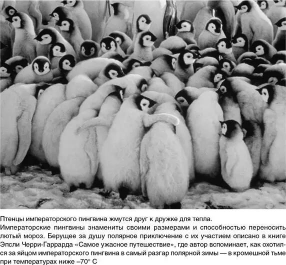 Насекомым для полета требуются теплые мышцы замерзшие летательные мышцы - фото 60