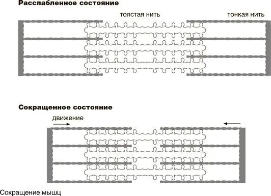 Как именно работают эти перемычки между толстыми и тонкими нитями пока не - фото 65