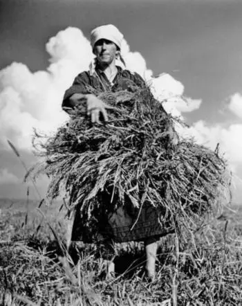 СССР Украина 1947 Женщина во время сбора пшеницы На краю деревни строился - фото 31