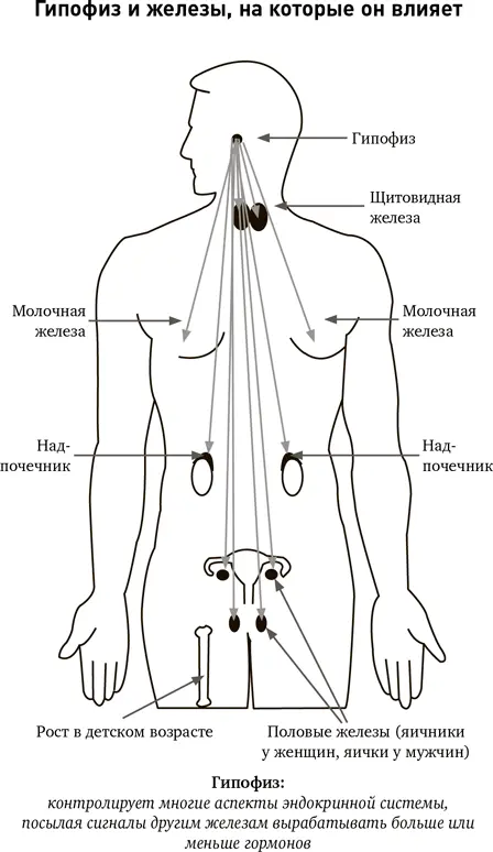 Существуют фабрики для ряда конкретных гормонов в том числе кортизола - фото 14