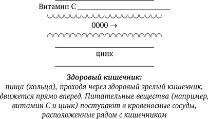 Через стенки здорового кишечника проходят только мельчайшие питательные - фото 17