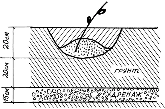 Рис 3 Посадка черенка Если сажаете саженец с открытой корневой системой то - фото 110