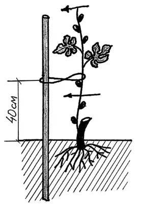 Рис 6 Пенектросточка подвязка лозы к трубе Почву под посадкой надо - фото 113