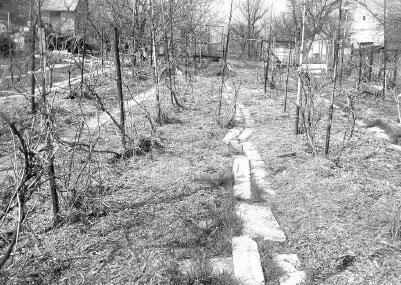 Рис 112 Но можно копать мульчу еще глубже Виноградарь из Днепропетровска В - фото 122