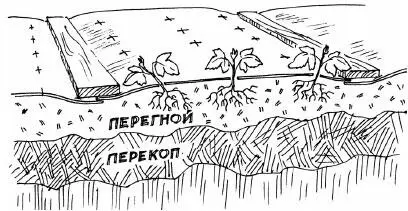 Рис 115 Рис 116 Из подкормок земляника любит микроэлементы и органику - фото 125