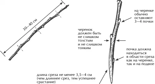 Приготовление черенка однолетний побег прирост для нарезки черенков берут из - фото 45