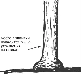 Не путать У основания дерева может быть утолщение наподобие ступеньки это не - фото 52