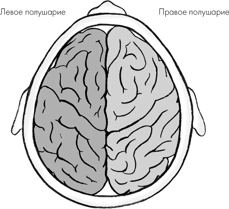 Вместе они составляют кору головного мозга внешнюю самую большую его часть - фото 7