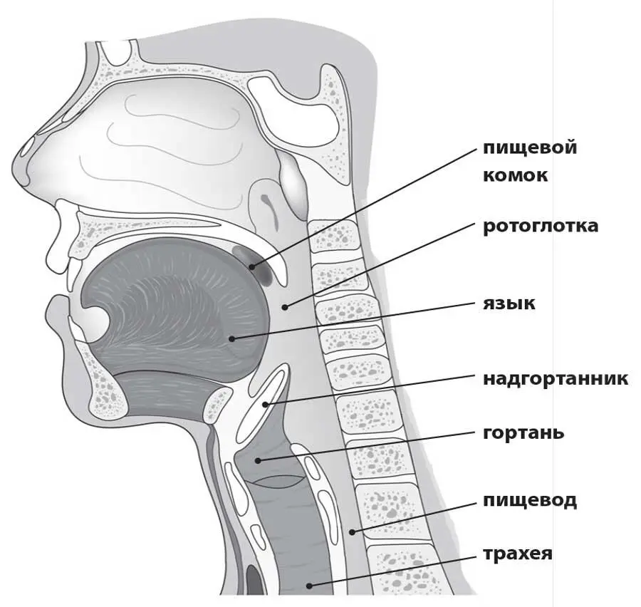 Удивительно но среди огромного разнообразия мышц которые отвечают за работу - фото 15
