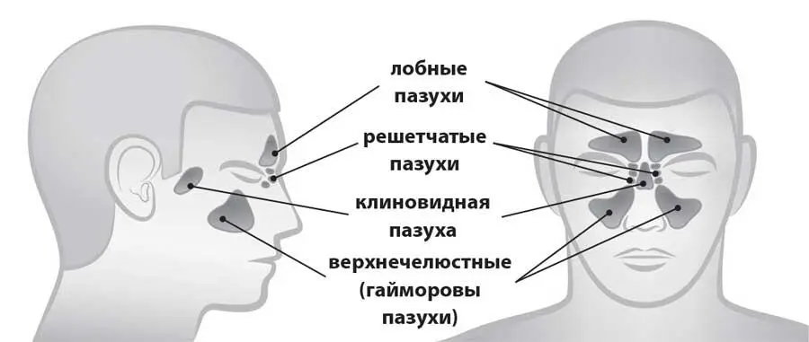Внизу находится самая большая нижняя носовая раковина над ней средняя а еще - фото 20